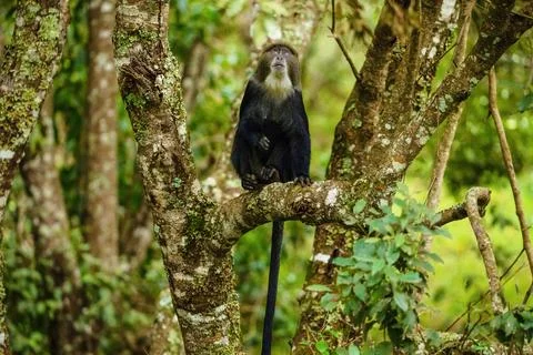 Blue monkey sitting on tree in the jungle close-up Fotos de archivo