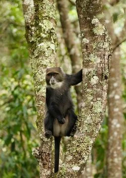 Blue monkey sitting on tree in the jungle close-up Foto stock
