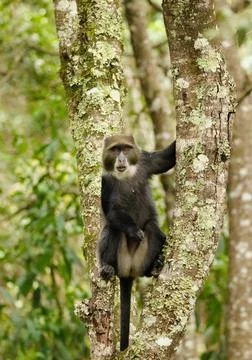 Blue monkey sitting on tree in the jungle close-up Stock Photos