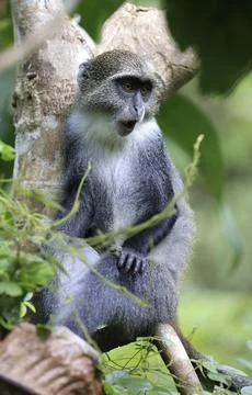 Blue monkey with surprised expression sitting on a tree branch in lush gree.. Stock Photos