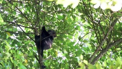 Blue Monkey On The Tree In Bwindi Impenetrable Forest, Uganda, East Video stock 242749682