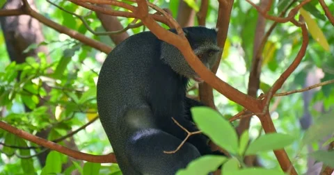 Blue Monkey in Tree Stock Footage 60596045