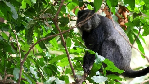 Blue monkey in tree at lake manyara Video stock 106175414
