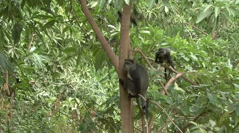 BLUE MONKEYS Video stock 21245123