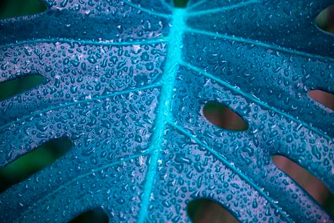 Blue Monstera leaf, palm leaf with drops, untypical tropical plant after rain Stock Photos