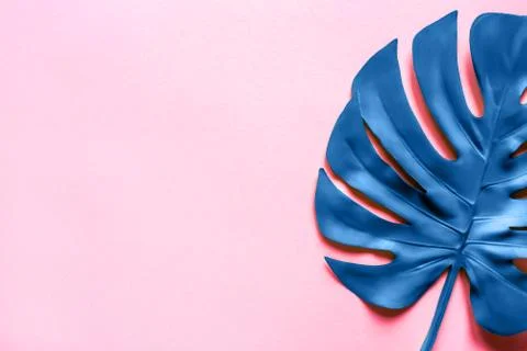 Blue monstera leaf on a pink background. Flat lay, top view. Stock Photos
