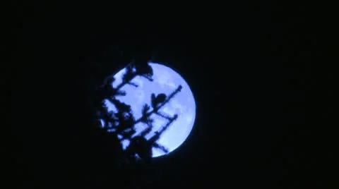 Blue Moon appears from behind tree at night Vídeo Stock 10796990