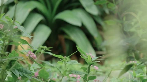 A Blue moon butterfly flutters into frame and lands on a flower Stock Footage 117019470