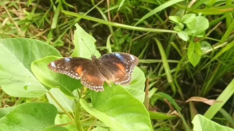 Blue Moon Butterfly on Leaf Stock Footage 307187174