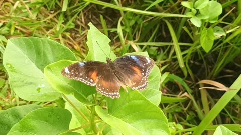 Blue Moon Butterfly on Leaf Stock Footage 307191194