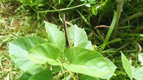 Blue Moon Butterfly on Leaf Stock Footage 307193331