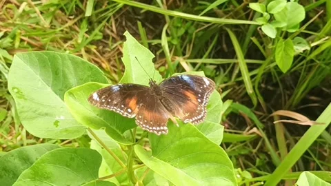 Blue Moon Butterfly on Leaf Stock Footage 308278124