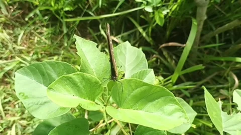Blue Moon Butterfly on Leaf Stock Footage 308278371