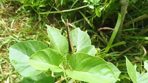 Blue Moon Butterfly on Leaf Stock Footage 308278415
