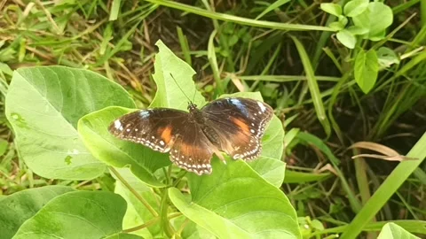 Blue Moon Butterfly on Leaf Stock Footage 308278416