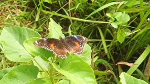 Blue Moon Butterfly on Leaf Stock Footage 308278432