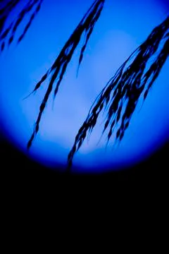 Blue moon Stock Photos
