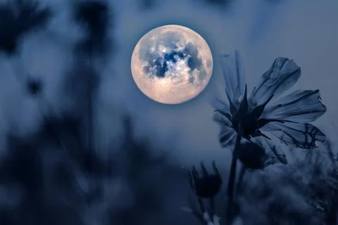 Blue moon in the sky 库存照片