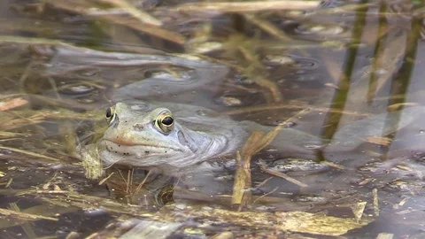 Blue Moor frog Stock Footage 81532535