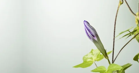 Blue morning glory. Video stock 127056839