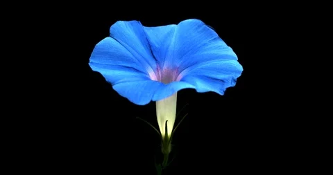 Blue morning glory timelapse Stock Footage 110827872
