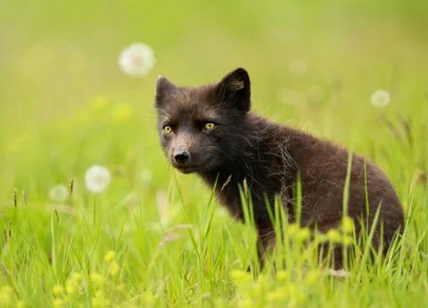 Blue morph arctic fox in the meadow of dandelions in late summer Stock Photos