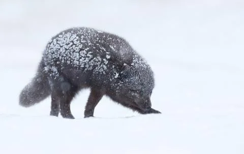 Blue morph arctic fox in snow Stock Photos