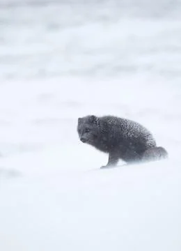Blue Morph Arctic fox standing in the falling snow, winter in Iceland. Stock Photos
