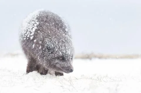 Blue Morph Arctic fox standing in the falling snow Stock Photos