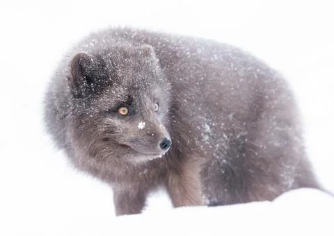 Blue Morph Arctic fox standing in the falling snow, winter in Iceland Stock Photos
