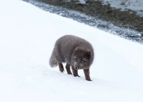 Blue morph arctic fox standing in snow Stock Photos