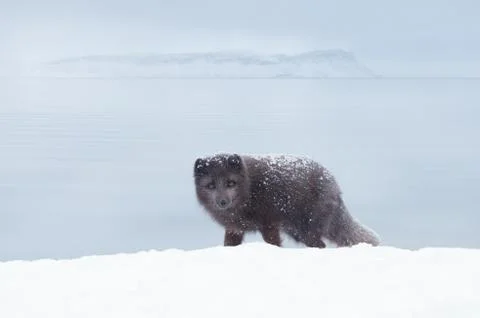 Blue morph arctic fox standing in snow Stock Photos