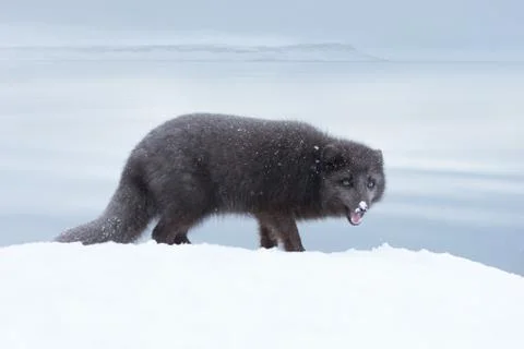 Blue morph arctic fox standing in snow Stock Photos