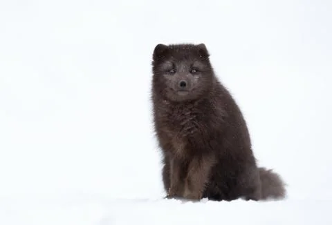 Blue morph arctic fox in winter Stock Photos