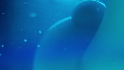 Blue morphing bubbles flowing in liquid against gradient background Stock Footage 293246556