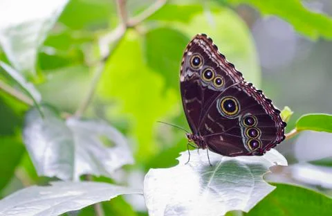 Blue morpho buttefly hiding its brilliant colors, Costa Rica Stock Photos