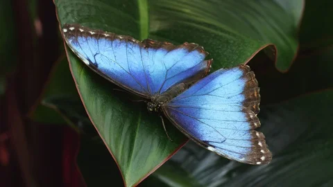 Blue Morpho buttefly sits on large green leaf with wings open macro 스톡 동영상 129530602
