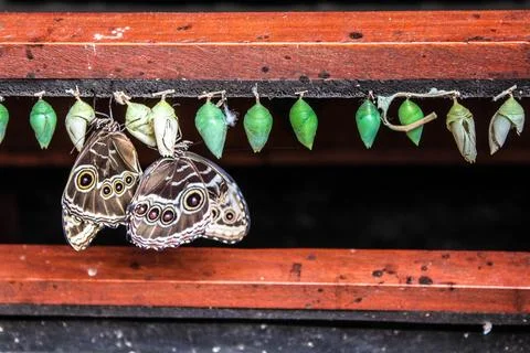 Blue morpho butterflies hatching Stock Photos