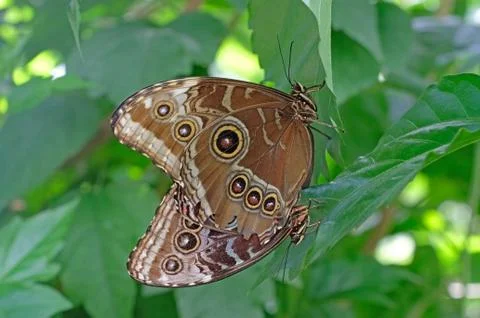 Blue Morpho butterflies mating, morpho peleides Stock Photos