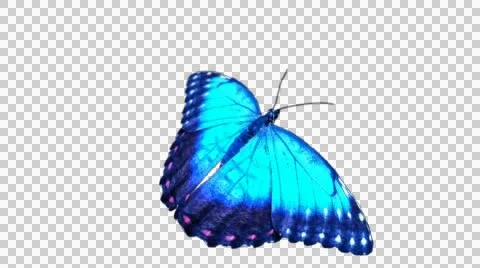 Blue Morpho Butterfly Alpha Loop Stock Footage