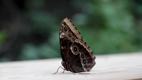 Blue Morpho Butterfly Closeup View of Insect Closed Wings and Eyespot Stock Footage 338372216