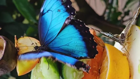 A blue morpho butterfly eating Stock Footage 266584391