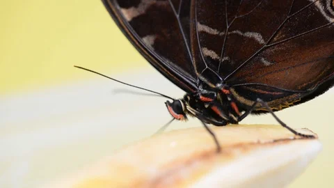 Blue Morpho butterfly eating. Macro Stock Footage 85626375