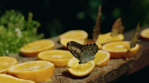 Blue morpho butterfly with elegant patterned wings drinks juice from an orange Stock Footage 316520867