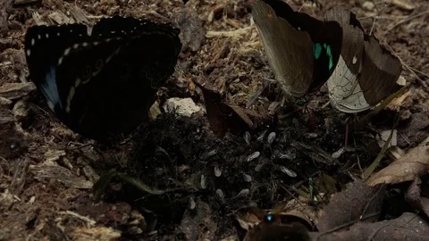 Blue Morpho butterfly feed on ground with proboscis on amazon rainforest Stock Footage 99524491