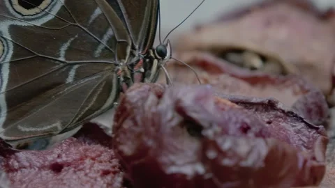 Blue Morpho butterfly feeding on fermented fruit in extreme slow motion Stock Footage 336561957