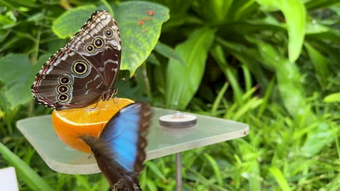Blue Morpho Butterfly Feeding Stock Footage 292618054