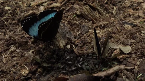 Blue Morpho butterfly feeds on ground with proboscis in amazon rainforest Stock Footage 99524522
