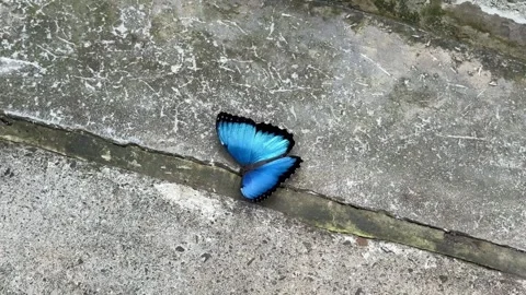 Blue morpho butterfly flapping wings on concrete Stock Footage 335287654