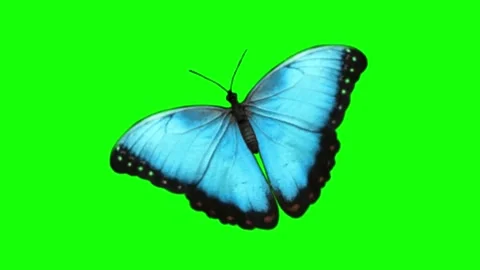 Blue Morpho Butterfly Flapping Wings on Green Screen Stock Footage 336713547